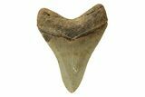 Serrated, Fossil Megalodon Tooth - North Carolina #236784-1